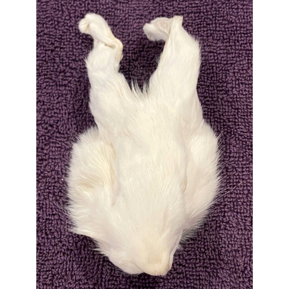Genuine Rabbit Face Pelt White Brown Real Fur Taxidermy Oddities Curios Craft